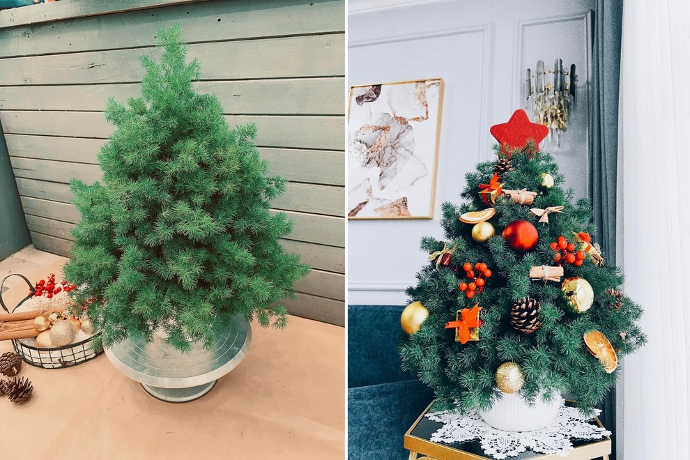Người Hà Nội mua cành thông tươi về cắm đón Noel sớm - 3 Người Hà Nội mua cành thông tươi về cắm đón Noel sớm - 3