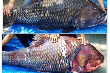 Cặp cá hô nặng 240kg về Sài Gòn phục vụ đại gia