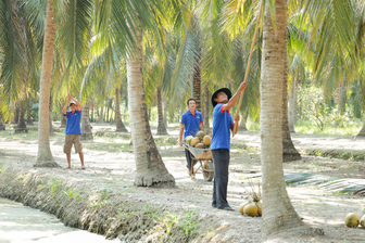 Hành trình “xanh hóa” ngành dừa - câu chuyện phát triển bền vững của Vietcoco
