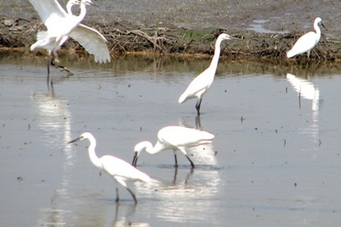Hàng trăm con cò trắng tạo khung cảnh yên bình trên đồng quê