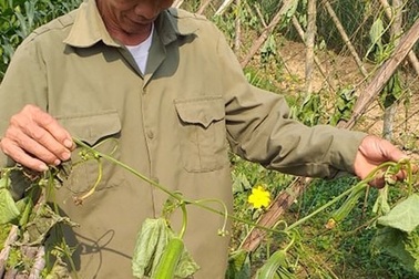 Vườn mướp sắp đến kỳ thu hoạch bị chặt phá tan hoang