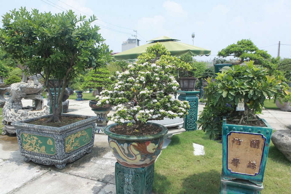Mục sở thị khu vườn gần 1.000 cây cảnh bonsai hiếm có đất Hà Thành - 6 Mục sở thị khu vườn gần 1.000 cây cảnh bonsai hiếm có đất Hà Thành - 6