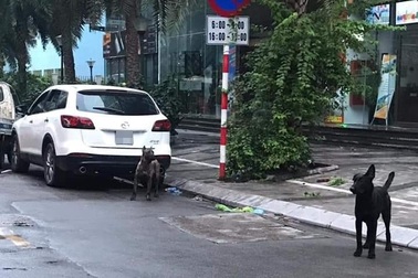 Hà Nội: Phạt chủ nhân đàn chó dữ thả rông 700 nghìn đồng