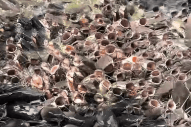 Clip nữ du khách cho cá trê ăn như phim kinh dị, hút hơn 10 triệu lượt xem