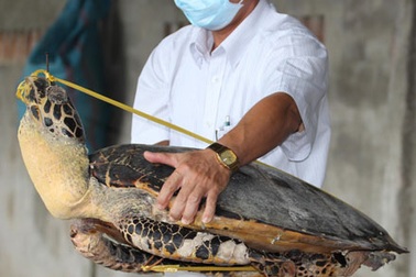 Triệt phá “đại” trang trại giết hại rùa biển, ngâm tẩm hóa chất