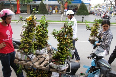 Chưa Tết đã xuất hiện nạn bán hoa kiểng giả