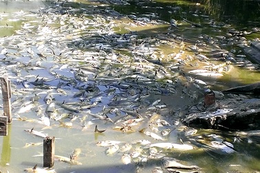 Nông dân “mất Tết” vì 15 tấn cá chết bất thường