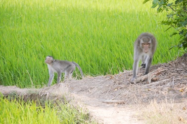 Tiếp tục tìm bắn con khỉ hoang cắn 2 bé trai