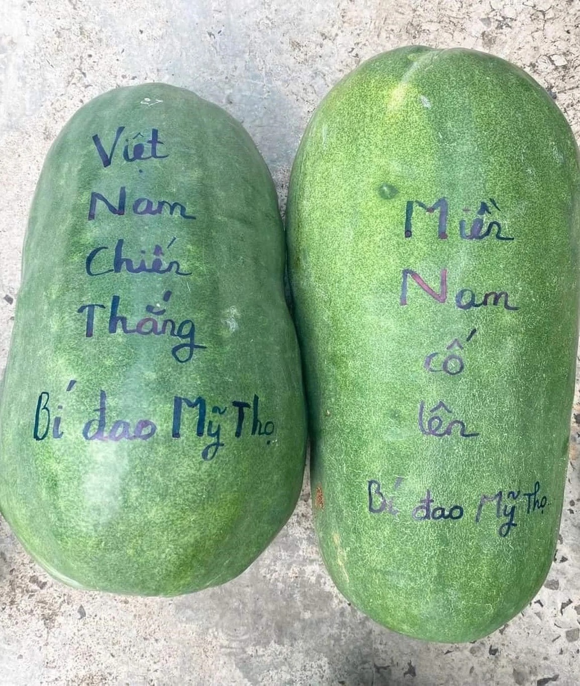 Làng trồng bí đao khổng lồ, quả nặng hơn nửa tạ ở Bình Định - 5 Làng trồng bí đao khổng lồ, quả nặng hơn nửa tạ ở Bình Định - 5