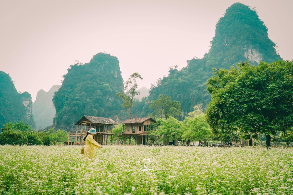 Người phụ nữ Hà Nội về thung lũng xây nhà, thu hoạch 2 tấn hồng mỗi năm - 9 Người phụ nữ Hà Nội về thung lũng xây nhà, thu hoạch 2 tấn hồng mỗi năm - 9