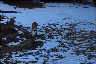 “1000 Like” cho chú chó tự học… trượt tuyết