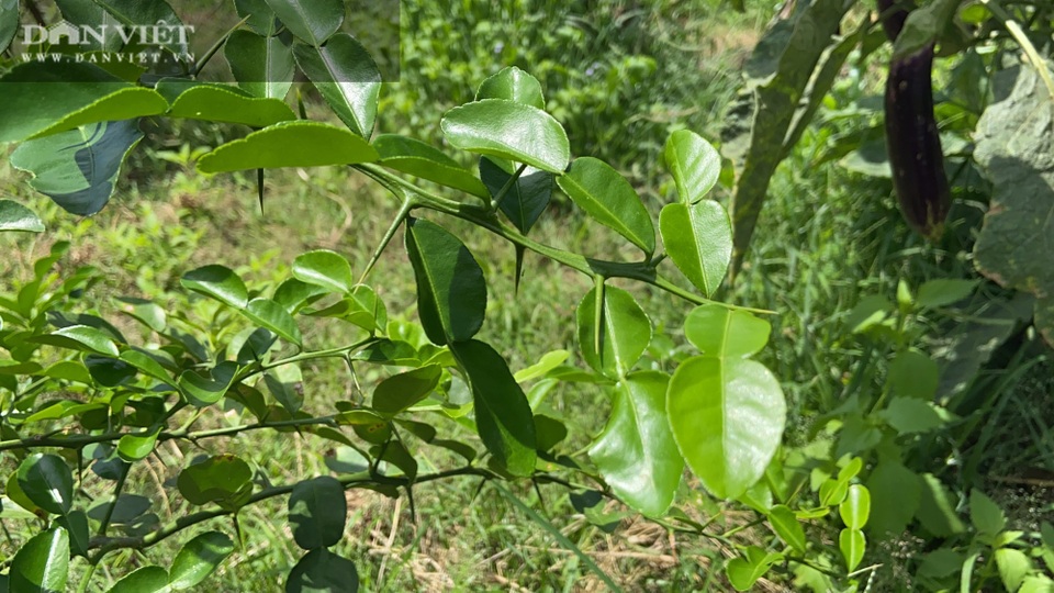 Vườn chanh Thái trồng chỉ để bán lá thu tiền tỷ của anh nông dân ở Đồng Nai - 5 Vườn chanh Thái trồng chỉ để bán lá thu tiền tỷ của anh nông dân ở Đồng Nai - 5