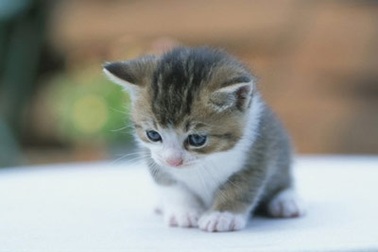 Bài văn bị điểm 4 vì coi mèo là... “người bạn”