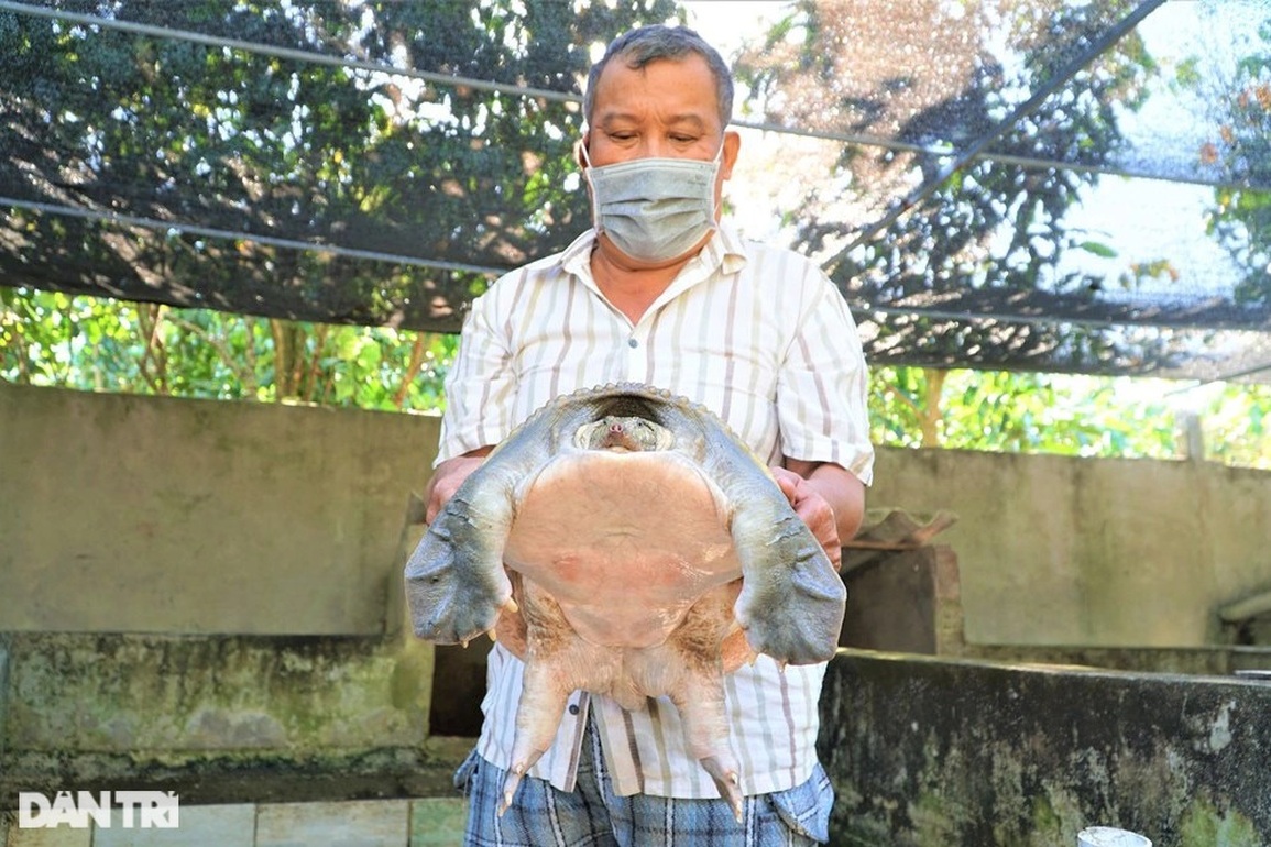 Nuôi loài cua chỉ bốn chân, ăn cực ít, lão nông Tây Đô sống nhàn, lãi cao - 1 Nuôi loài cua chỉ bốn chân, ăn cực ít, lão nông Tây Đô sống nhàn, lãi cao - 1