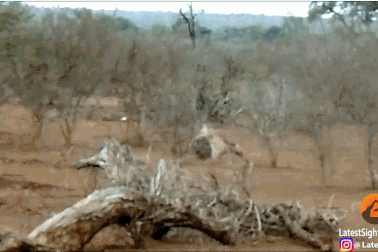 Báo đốm nhận “bài học đau đớn” vì nôn nóng tấn công… nhím