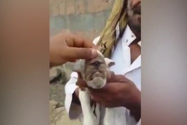 Video con dê một mắt quái dị