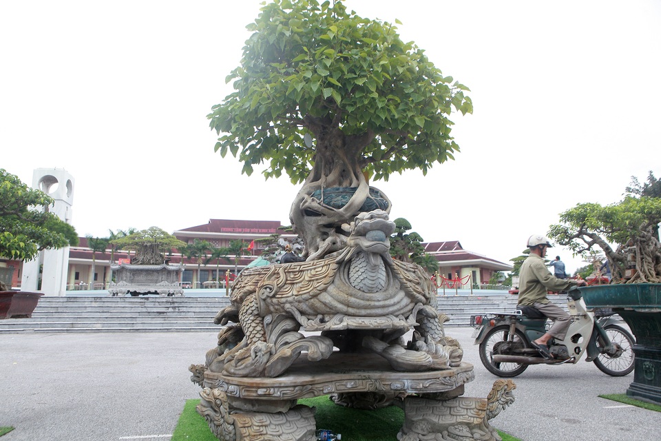 “Báu vật” nhà Phật, lần đầu xuất hiện khiến giới chơi cây choáng ngợp - 2 “Báu vật” nhà Phật, lần đầu xuất hiện khiến giới chơi cây choáng ngợp - 2