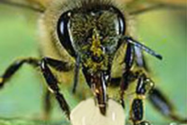 Huyết áp thấp không nên uống sữa ong chúa