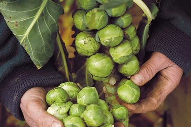 Trồng bắp cải tí hon - thu hoạch sướng tay