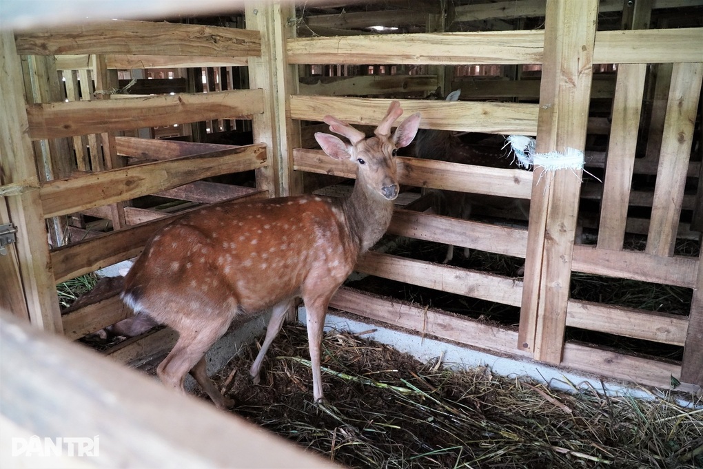 Nuôi con mọc sừng trên đệm lót sinh học, Bí thư Đoàn xã thu tiền tỷ - 3
