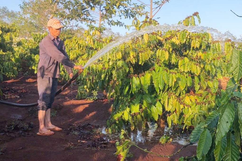 Gác Tết, nông dân trắng đêm canh nước tưới cà phê - 1