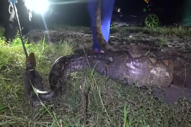 Trăn "khủng" dài hơn 5m nuốt chửng chó nhà