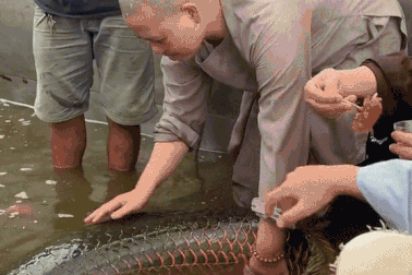 Tranh cãi vụ phóng sinh cá hải tượng long: Chuyên gia nói gì?