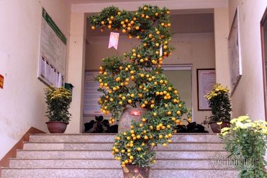 Đệ nhất Hà thành cả năm 'ém kỹ', Tết ngã giá trăm triệu không bán