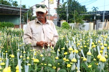 Hội An: Hoa, cây cảnh chơi Tết tăng giá