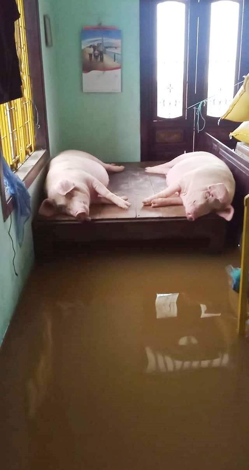 Người dân trú trên gác mái, cho lợn lên giường tránh lũ - 6 Người dân trú trên gác mái, cho lợn lên giường tránh lũ - 6