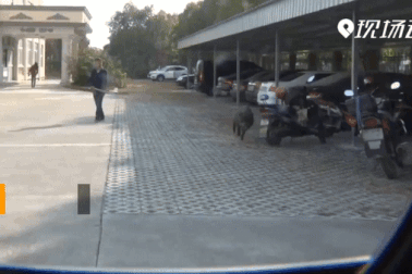 2 triệu con lợn rừng hoành hành, Trung Quốc tìm cách đối phó