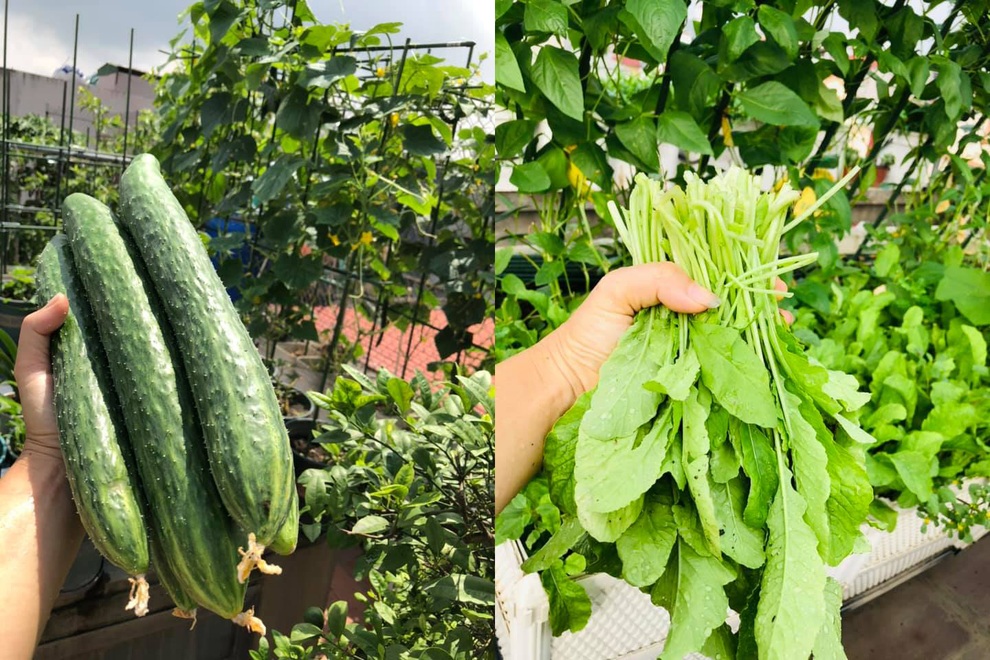 Làm vườn tranh thủ, mẹ đảm Bắc Giang vẫn có đủ rau trái trên nóc nhà - 14 Làm vườn tranh thủ, mẹ đảm Bắc Giang vẫn có đủ rau trái trên nóc nhà - 14