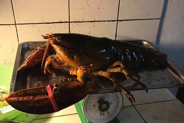 Người Hà Thành “săn” tôm khổng lồ nặng 5-6kg