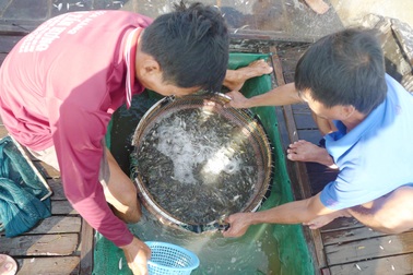 "Quần thảo" cả ngày trên cánh đồng lũ bắt cá "trời cho", bỏ túi nửa triệu