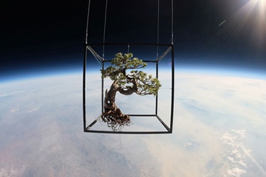 Nghệ sĩ đưa cây cảnh bonsai lên vũ trụ