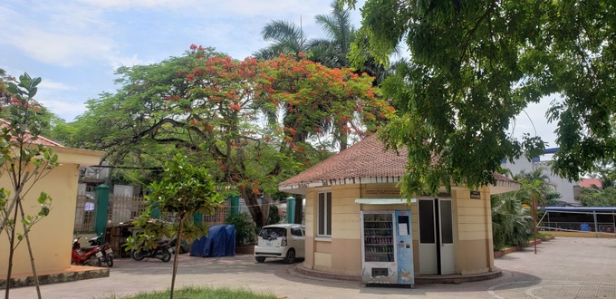 Ngôi trường xanh mướt như 1 khu sinh thái thu nhỏ giữa “thành phố cảng”, nơi thầy trò giữ gìn từng gốc cây, từng tán lá trong sân trường - Ảnh 8. Ngôi trường xanh mướt như 1 khu sinh thái thu nhỏ giữa “thành phố cảng”, nơi thầy trò giữ gìn từng gốc cây, từng tán lá trong sân trường - Ảnh 8.