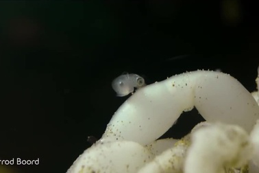 Cận cảnh khoảnh khắc hiếm thấy khi mực ống con nở ra từ trứng