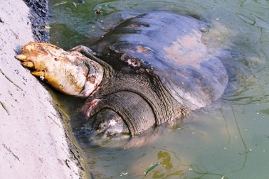 Thảm thương, cụ rùa bấu chân lên bờ!