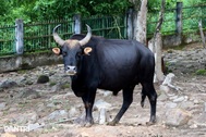 Cận cảnh nơi chăm sóc đàn bò tót lai quý hiếm