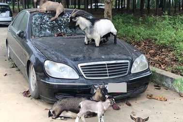 Xót xa nhìn loạt xe Mercedes-Benz đắt đỏ bị vứt xó ở Hà Nội