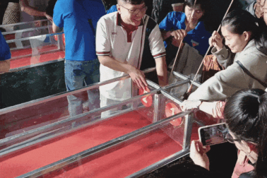 Độc đáo đua cua tại ngày hội ở Cà Mau