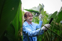 Lá dong Tràng Cát vào chính vụ, nông dân tất bật “hốt bạc” những ngày cận Tết