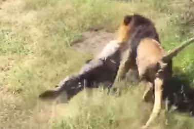 Kinh hãi cảnh sư tử tấn công người, lôi xềnh xệch nạn nhân dưới đất