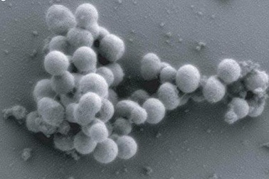 Tạo thành công tế bào sống nhân tạo 