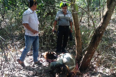 Bắt giữ 1 đối tượng trong vụ bắn chết bò tót