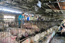 Cháy trang trại lợn 700 con, chủ khóc ròng, người dân đổ tới mua giải cứu