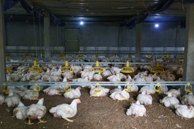 Mất điện, ông chủ không dám chạy máy phát cho nhà, chỉ dành quạt mát cho gà