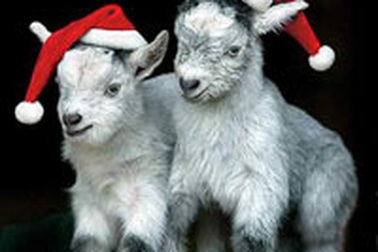 Chùm ảnh: Đón Giáng sinh ở vườn thú