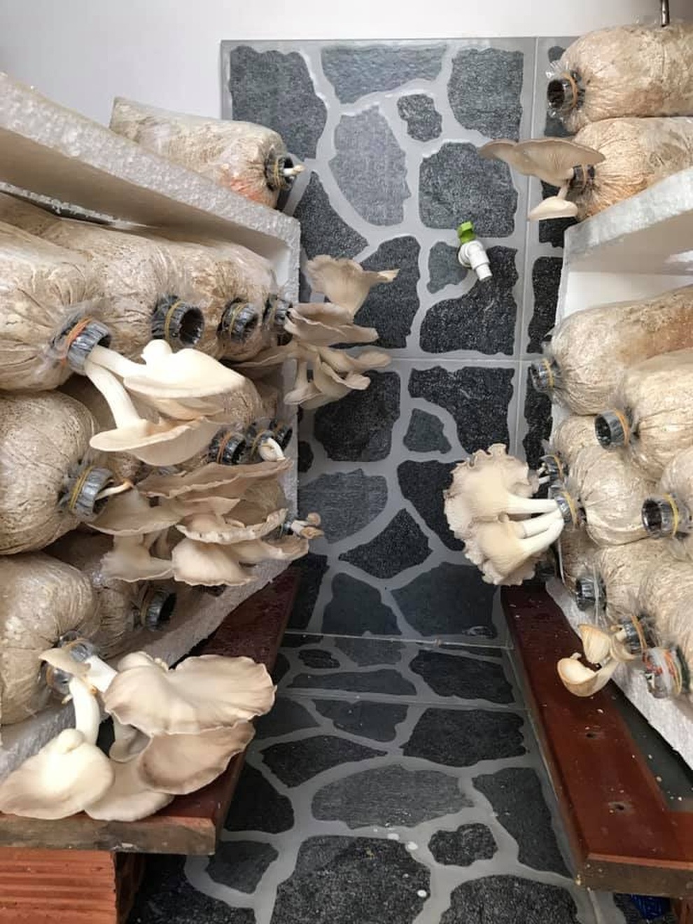 Ở nhà mùa dịch, học ông bố đảm Sài Gòn trồng nấm bào ngư xám năng suất - 1 Ở nhà mùa dịch, học ông bố đảm Sài Gòn trồng nấm bào ngư xám năng suất - 1