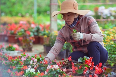 Làng hoa thành Vinh nhộn nhịp vào mùa Tết